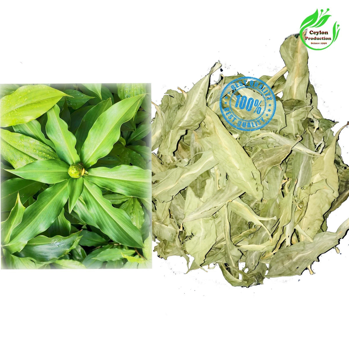 Insulin Plant whole leaves Dried Organic Costus igneus Costaceae.