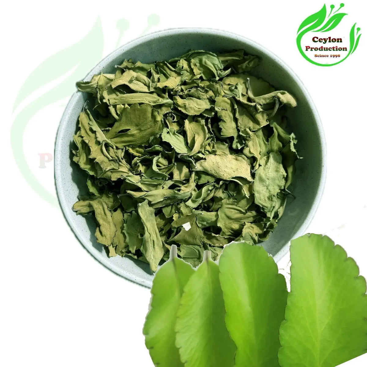 Kalanchoe pinnata whole Leaves Dried Organic Miracle Leaf Air Plant